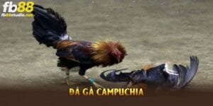 đá gà campuchia