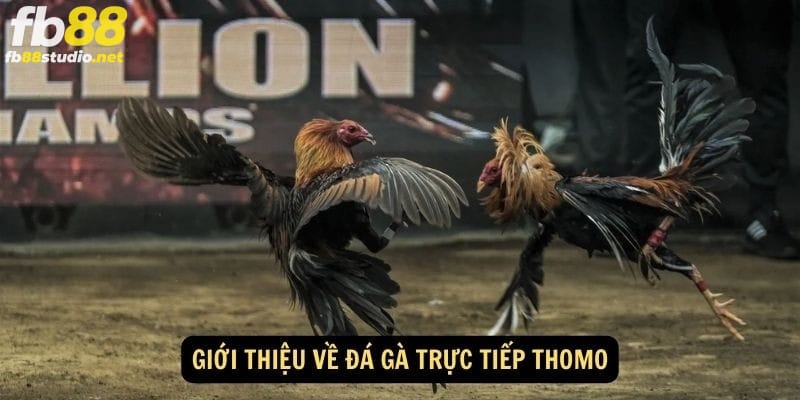 đá gà trực tiếp thomo